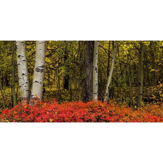 Forest floor in vibrant red autumn colours in the Okanagan Valley; British Columbia Canada Poster Print by The Nature Collection