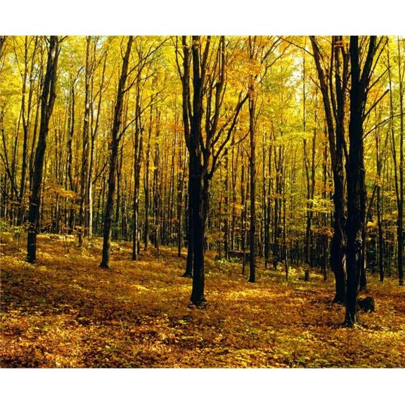 Forest in Autumn with Trees Poster Print by David Chapman - 16 x 13