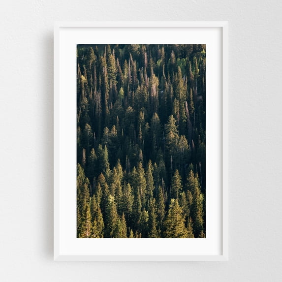 Forest in Big Cottonwood Canyon 02 - Photography Forest Nature Woodland ...