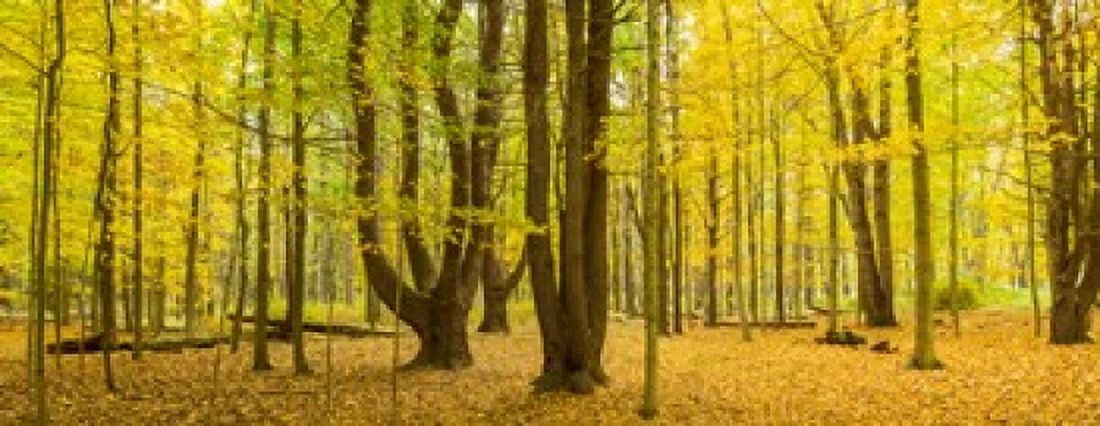 Forest in autumn Letchworth State Park New York State USA Canvas Art - Panoramic Images (15 x 6)