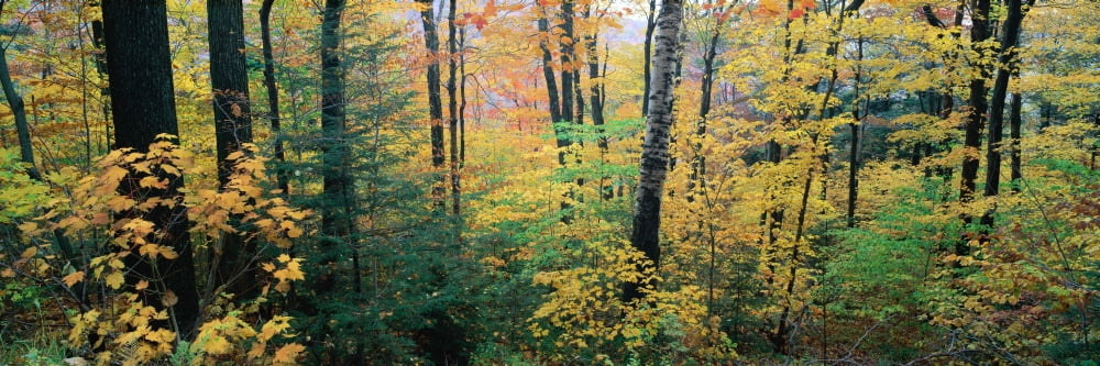 Forest in autumn Massachussetts Canvas Art - Panoramic Images (36 x 12)