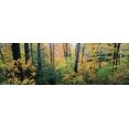 thumbnail image 1 of Forest in autumn, Massachussetts Poster Print (27 x 9), 1 of 1