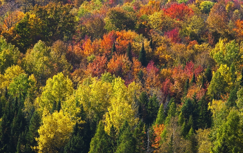 Forest in autumn colours West Bolton Quebec Canada Canvas Art - David Chapman Design Pics (19 x 12)
