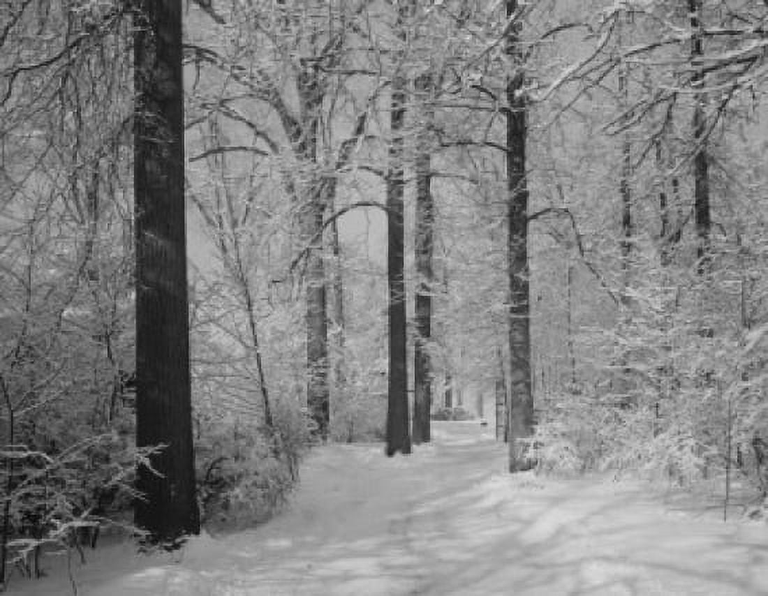 Forest in winter Canvas Art - (18 x 24)
