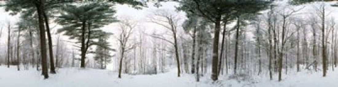 Forest in winter Quebec Canada Canvas Art - Panoramic Images (20 x 5)