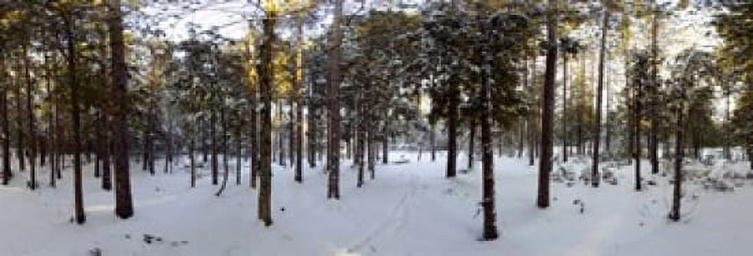 Forest in winter Quebec Canada Canvas Art - Panoramic Images (36 x 12)