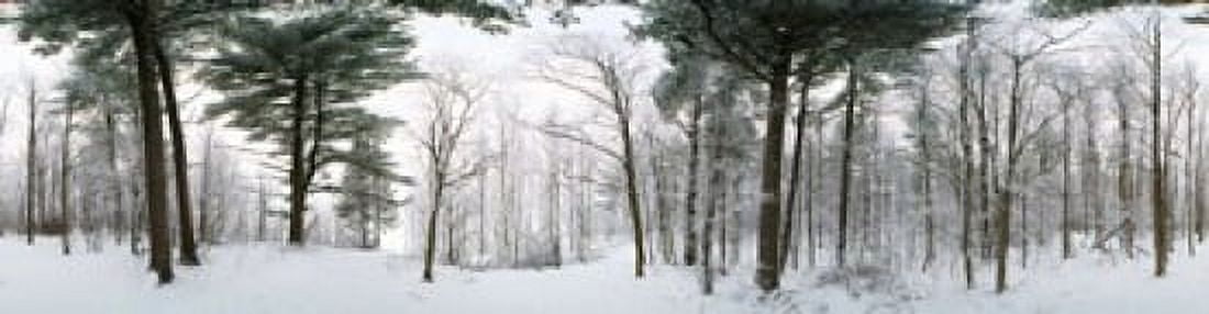 Forest in winter Quebec Canada Canvas Art - Panoramic Images (40 x 10)