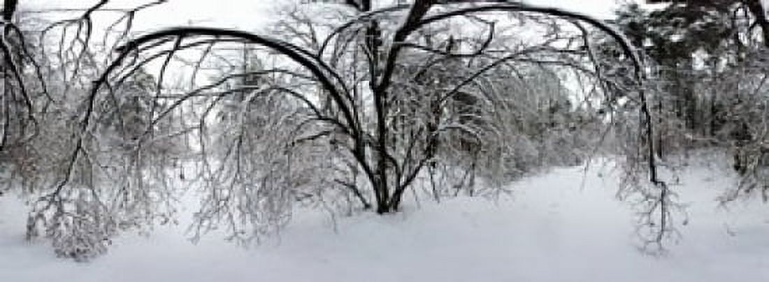 Forest in winter Saint-Jean-sur-Richelieu Quebec Canada Canvas Art - Panoramic Images (18 x 7)