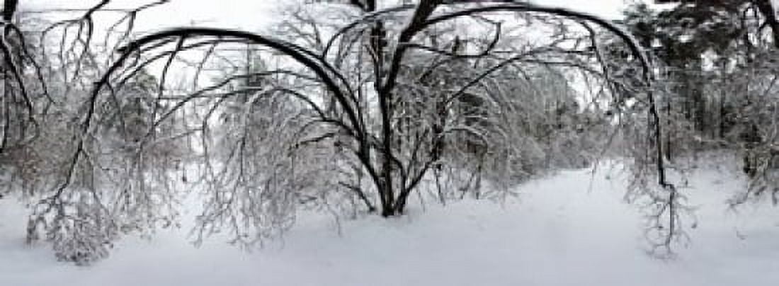 Forest in winter Saint-Jean-sur-Richelieu Quebec Canada Canvas Art - Panoramic Images (36 x 13)