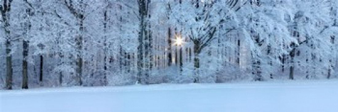 Forest in winter at sunrise Swabian Alb Baden-Wurttemberg Germany Canvas Art - Panoramic Images (21 x 6)