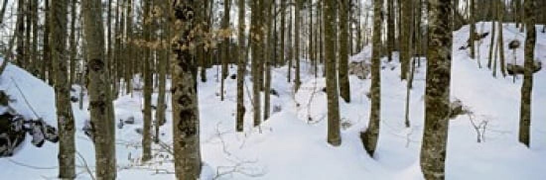 Forest near Lake Bled Upper Carniola Slovenia Canvas Art - Panoramic Images (18 x 6)