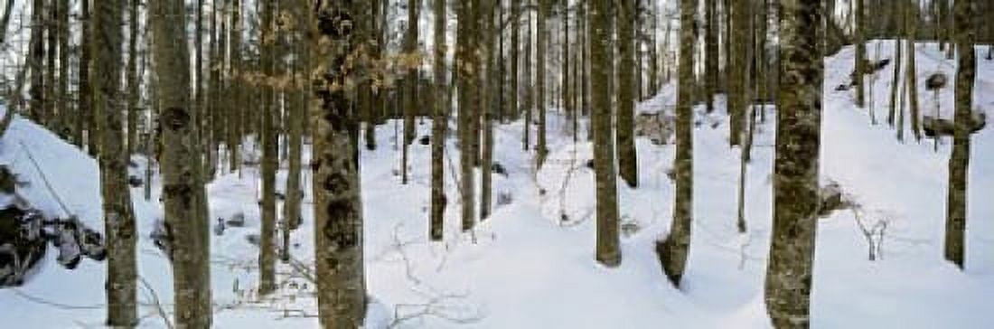 Forest near Lake Bled Upper Carniola Slovenia Canvas Art - Panoramic Images (36 x 12)