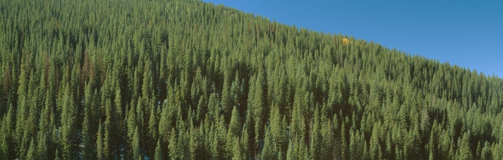 Forest of Pine Trees Colorado Canvas Art - Panoramic Images (36 x 12)