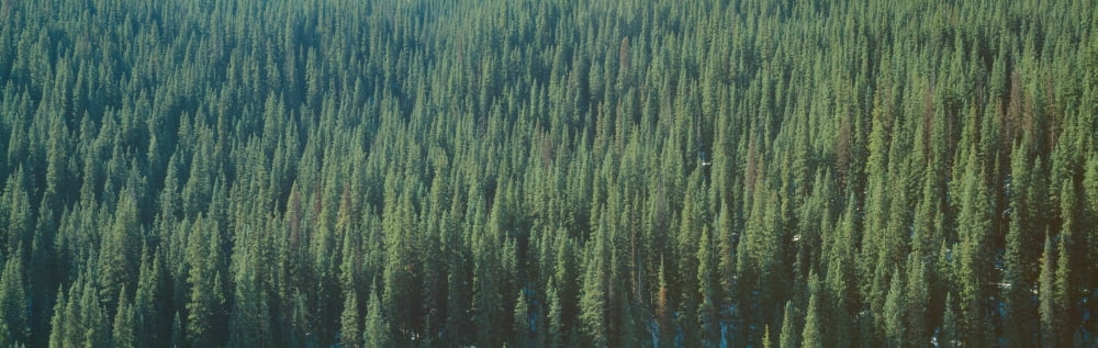 Forest of Pine Trees Colorado Canvas Art - Panoramic Images (36 x 12)
