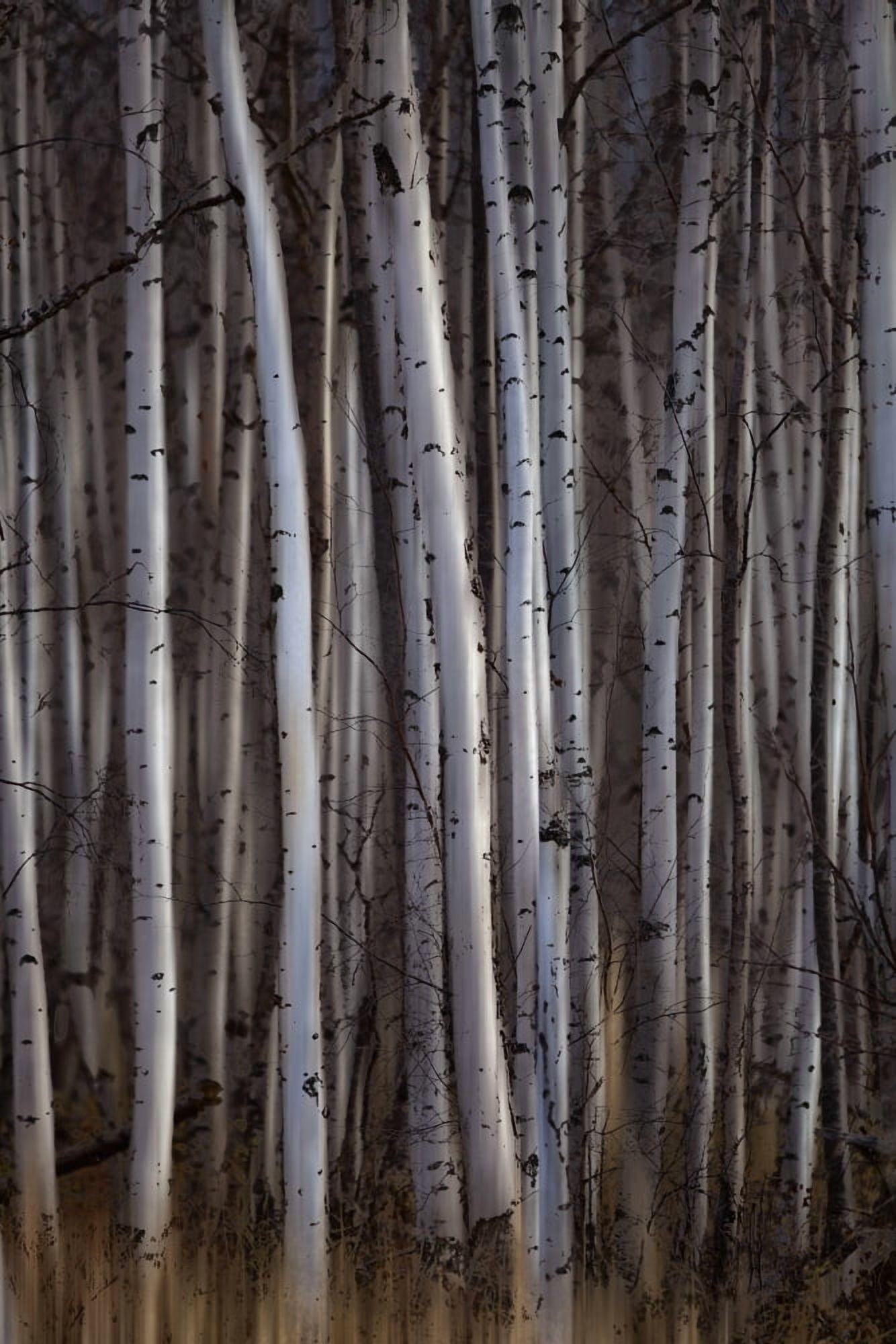 Forest of birch trees Alberta Canada Canvas Art - Ron Harris Design Pics (24 x 38)