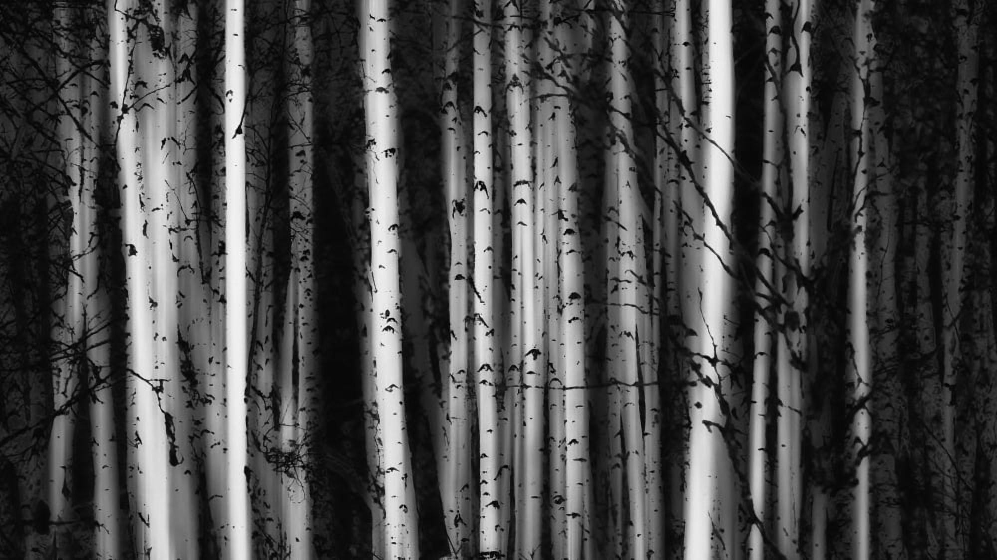 Forest of birch trees Alberta Canada Canvas Art - Ron Harris Design Pics (40 x 22)