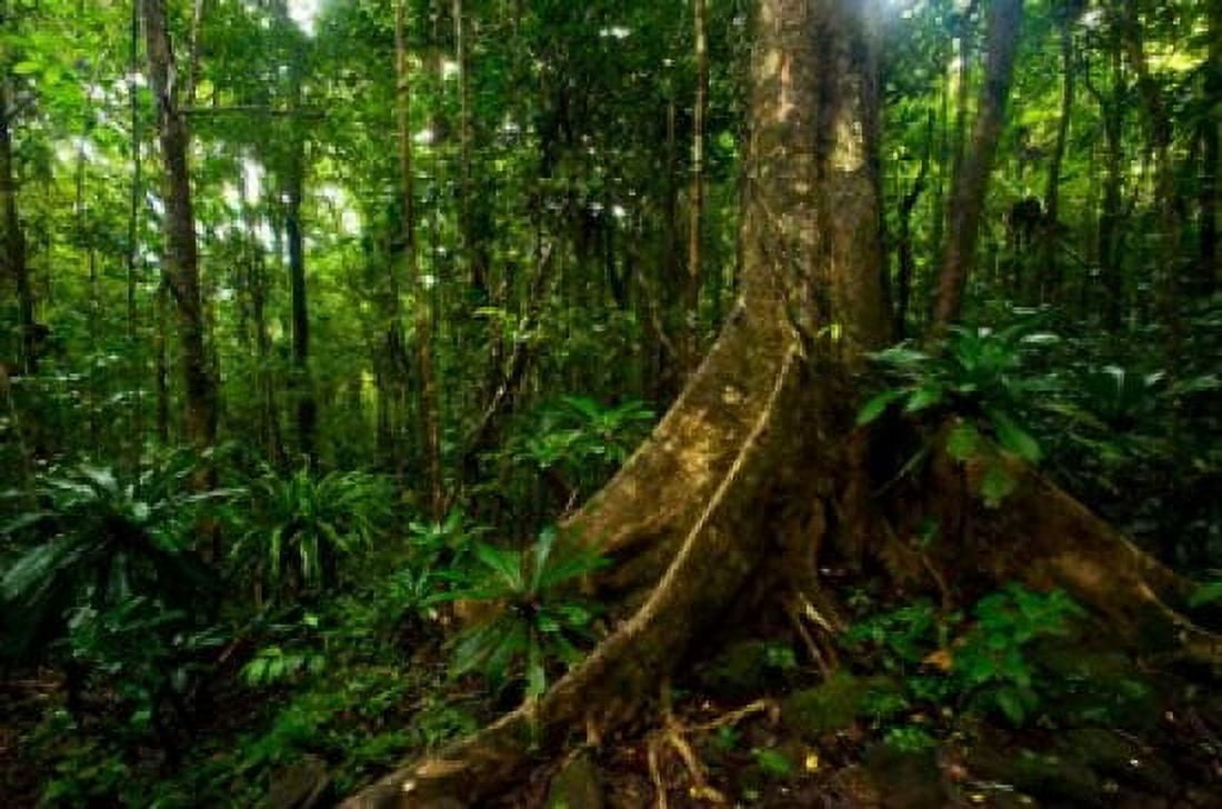 Forest scene in Masoala National Park Canvas Art - Andres Morya Hinojosa DanitaDelimont (29 x 19)