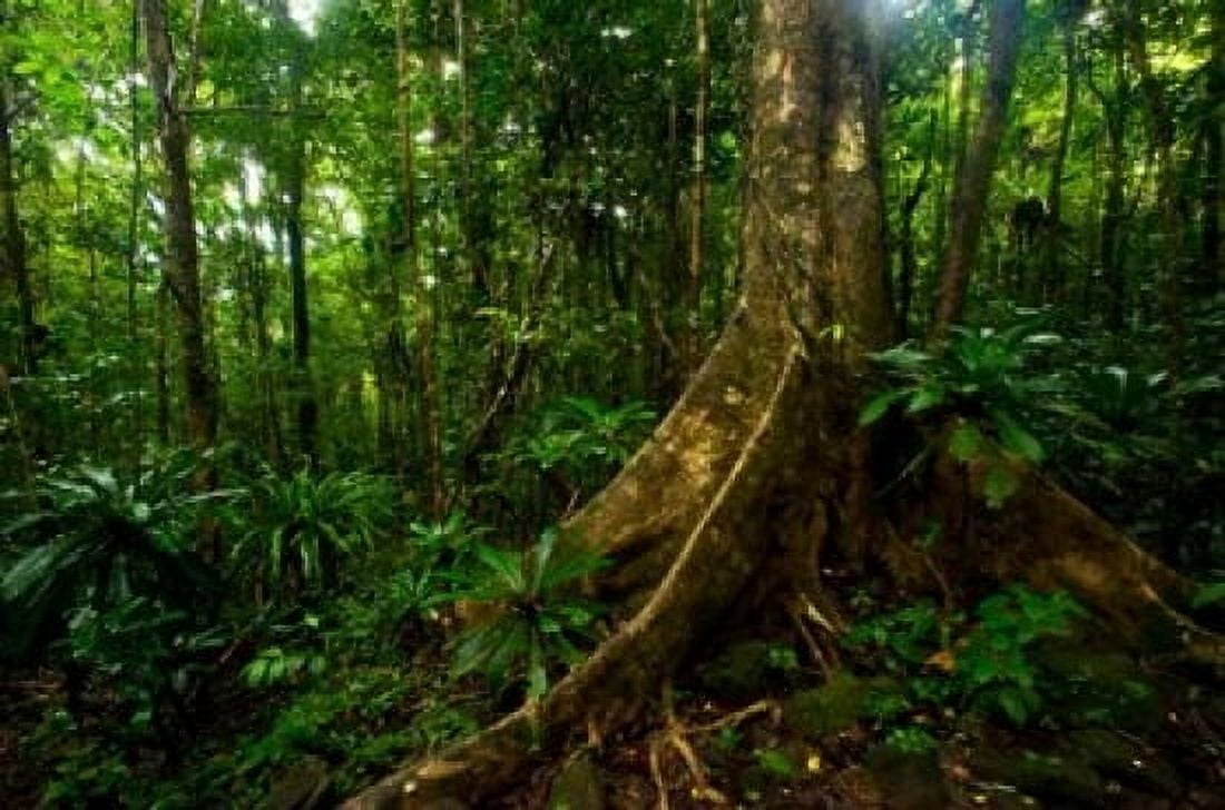 Forest scene in Masoala National Park Canvas Art - Andres Morya Hinojosa DanitaDelimont (36 x 24)