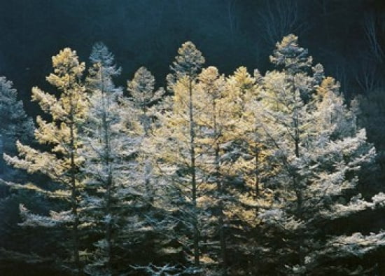 Forest trees with sunlight at sunrise Canvas Art - Panoramic Images (24 x 18)