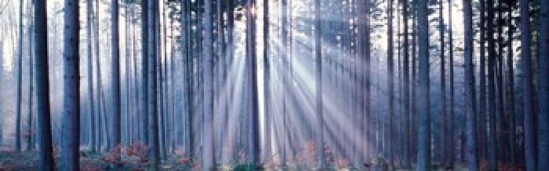 Forest w sunrays Landsberg Vicinity Germany Canvas Art - Panoramic Images (36 x 12)