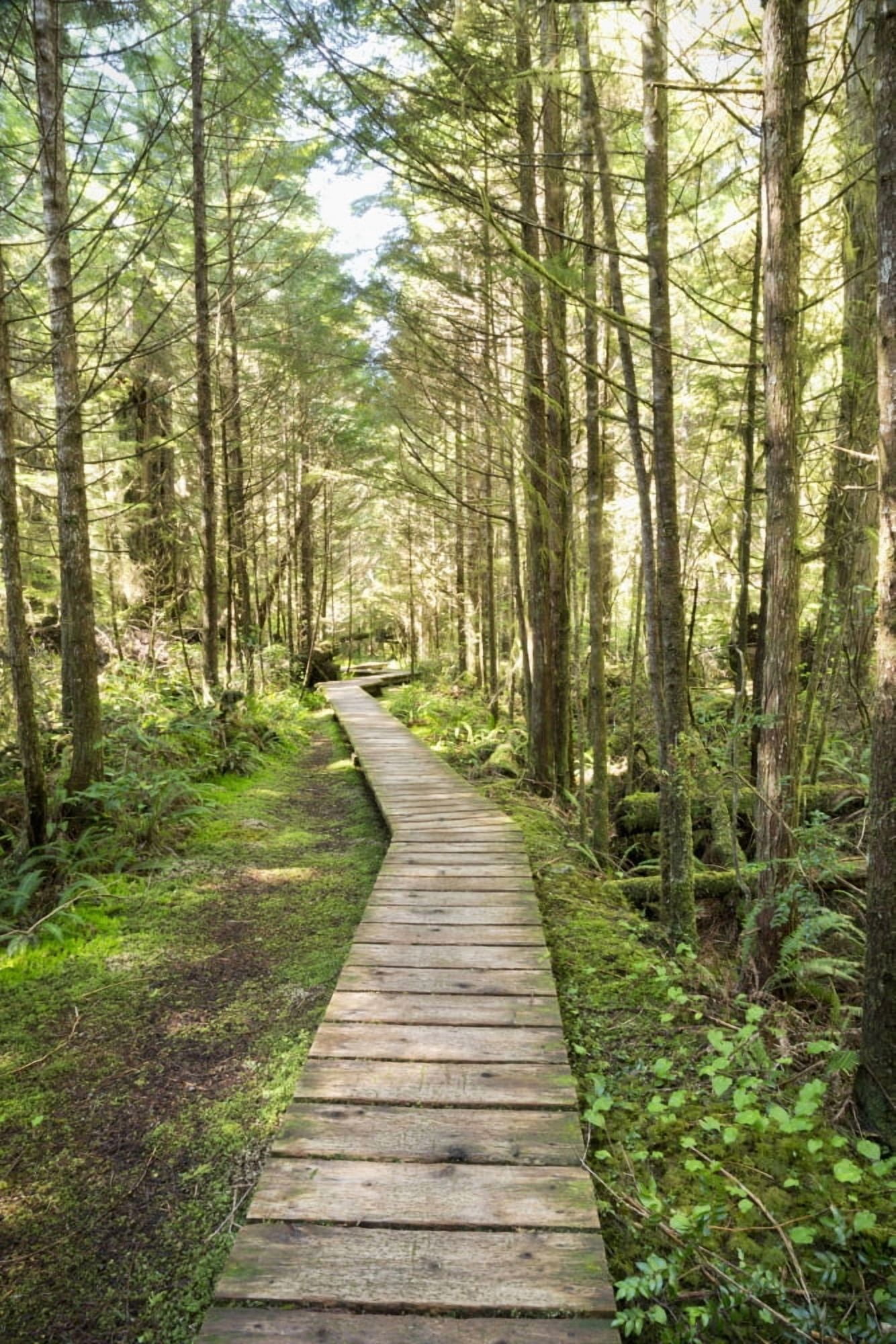 Forest walk Pacific Rim National Park Vancouver Island British Columbia Canada Canvas Art - Lorna Rande Design Pics (24 x 38)