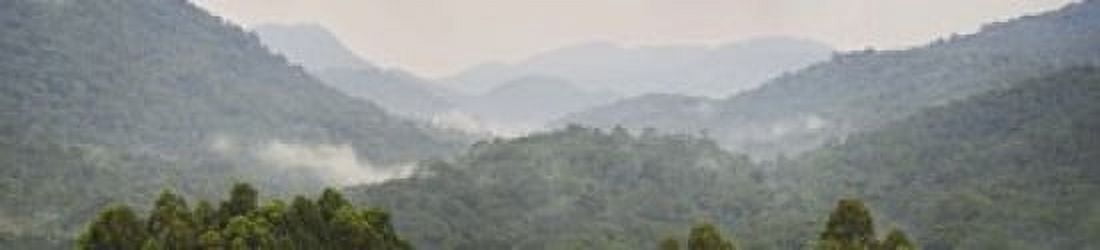 Forest with mountain range Bwindi Impenetrable Forest Bwindi Impenetrable National Park Uganda Canvas Art - Panoramic Images (22 x 5)