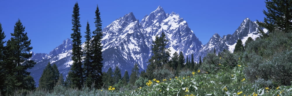 Forest with mountains in the background Grand Teton National Park Wyoming USA Canvas Art - Panoramic Images (12 x 36)