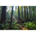 Forests and trees of the Redwood forest in Northern California The