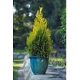 thumbnail image 1 of RedCrocus Forever Goldy Arborvitae-Compact Evergreen for Gardens  3 Gallon, 1 of 13