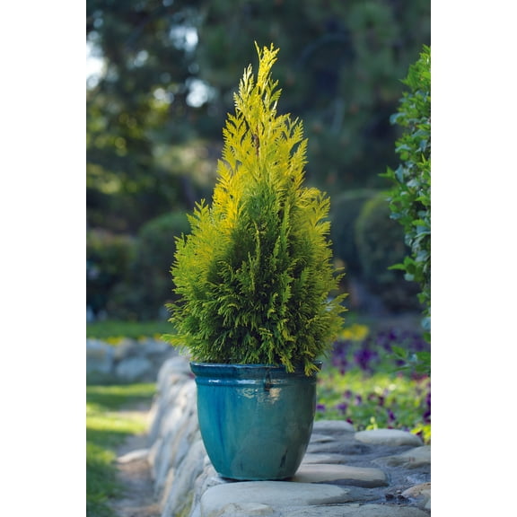 RedCrocus Forever Goldy Arborvitae-Compact Evergreen for Gardens 3 Gallon
