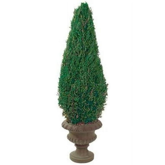 Forever Green Art CON060P 60 in. Preserved Cone in Paper Mache Pot
