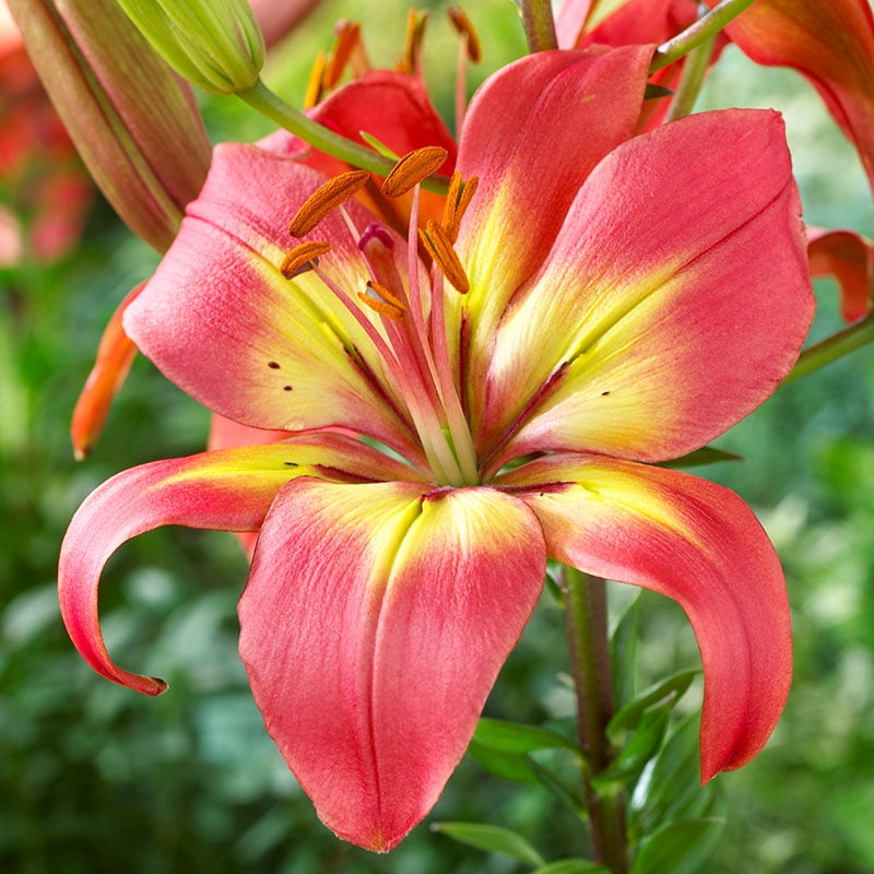 Forever Linda Asiatic Lilies Flower Bulbs - 3 Lily Bulbs per Pack - Good as  Cut Flowers - Perennializing - Easy to Grow Live Plants - Outdoor Garden -  Walmart.com