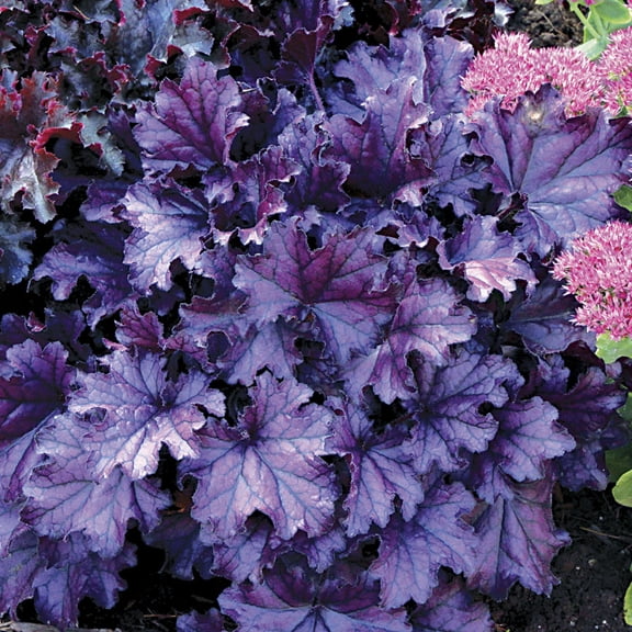 Forever Purple Coral Bells - Heuchera - Shade Perennial - 4" Pot