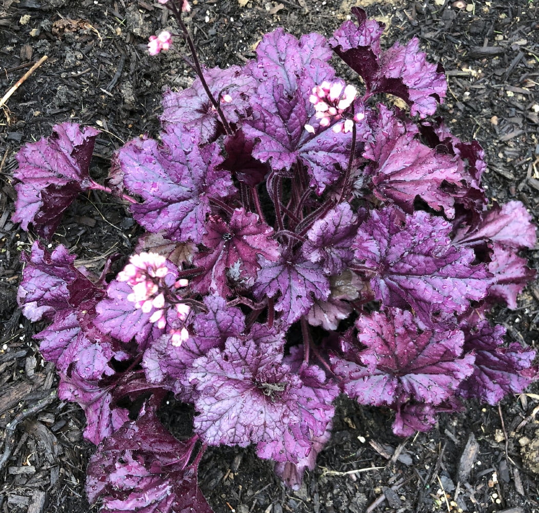 Forever Purple Coral Bells - Heuchera - Shade Perennial - Live Plant -Gallon Pot