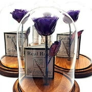Forever Rose USA Brand - The Beauty and The Beast Rose - Enchanted Rose - This is a Real Rose! Purple