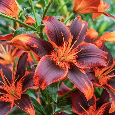 Forever Susan Asiatic Lily Dormant Spring Flowering Bulbs 3 Pack