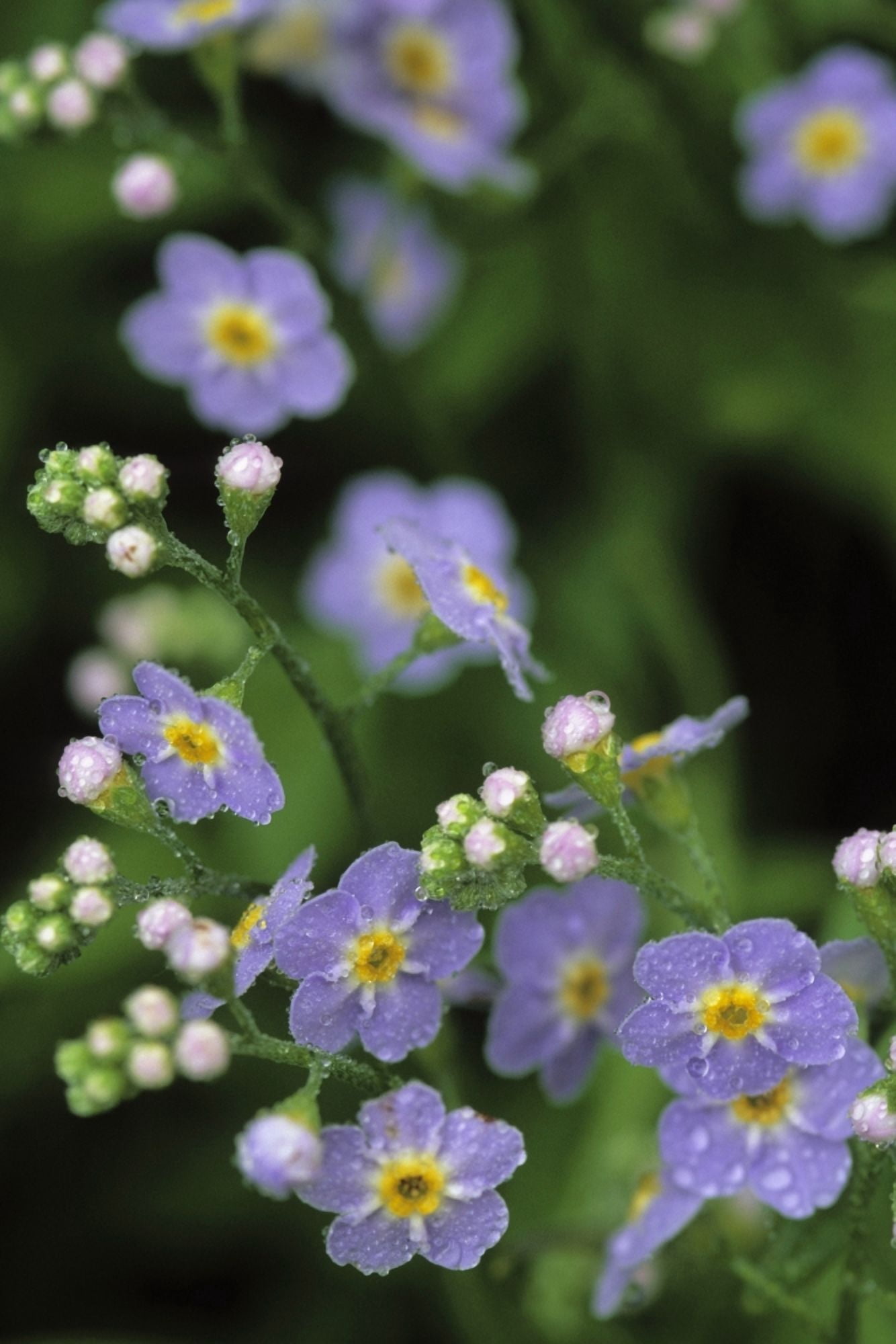 Forget-Me-Not Ak State Flower Covered In Dew Sc Ak Anchorage Garden Canvas Art - Jim Barr Design Pics (22 x 34)