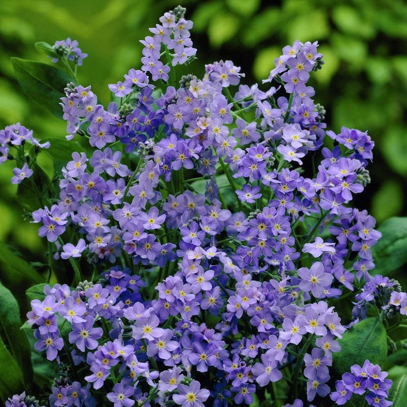 Me Not (Dwarf) Seeds Ultramarine 1 Ounce Blue Flower Seeds