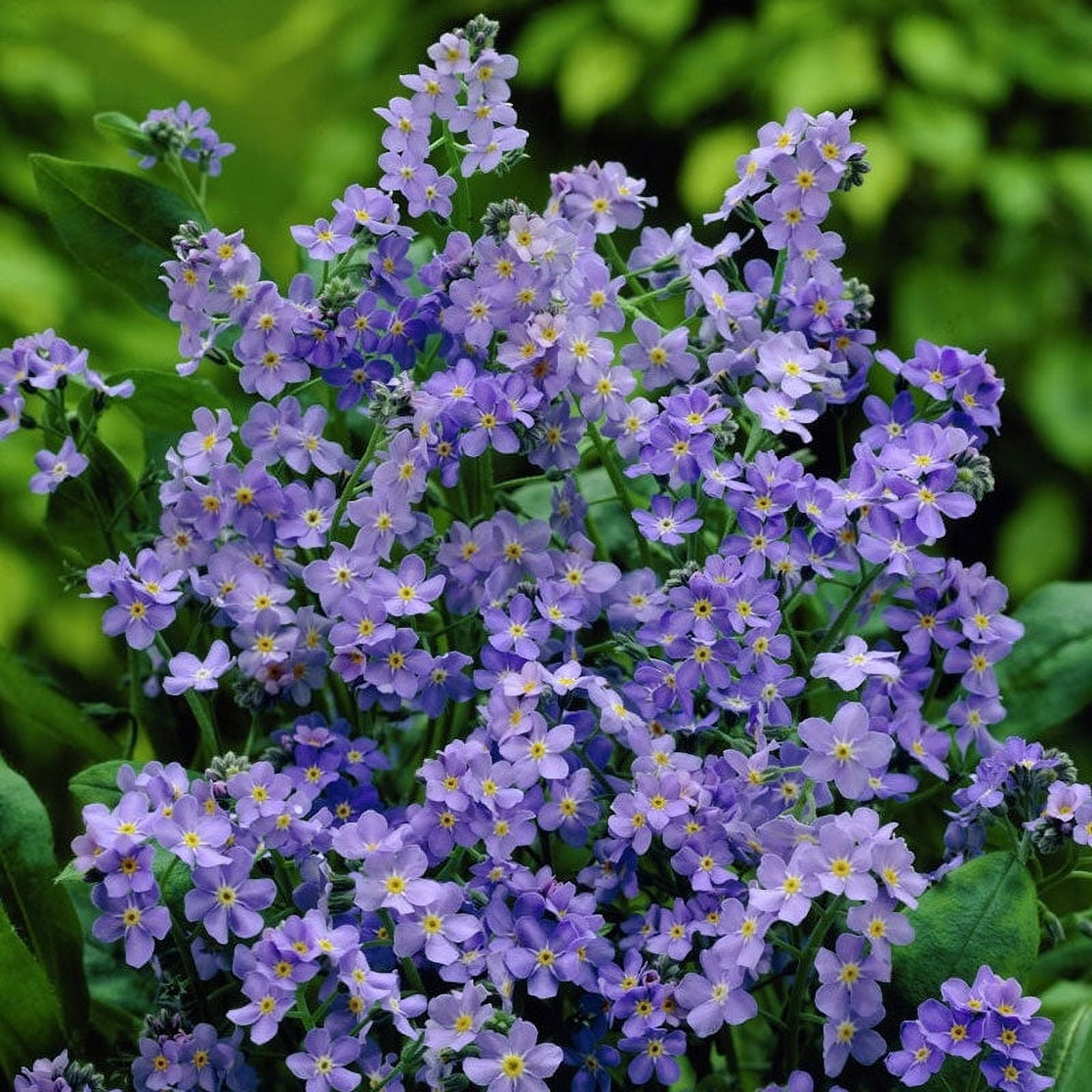 Forget Me Not Seeds - Blue - 1 Ounce - Blue Flower Seeds, Heirloom Seed  Attracts Bees, Attracts Butterflies, Attracts Hummingbirds, Attracts