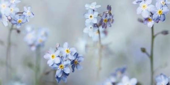 Forget-Me-Nots Canvas Art - Ian Winstanley (10 x 20)