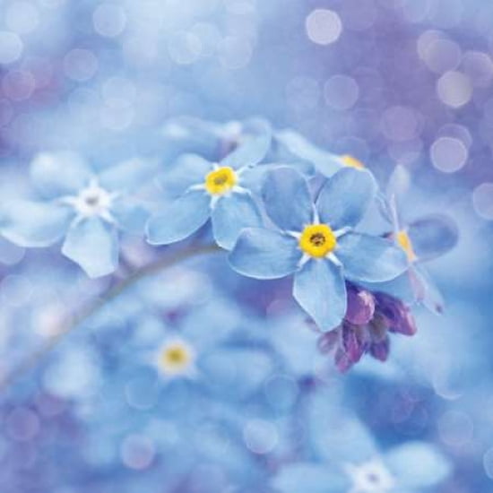 Forget Me Nots Canvas Art - Ros Berryman (24 x 24)