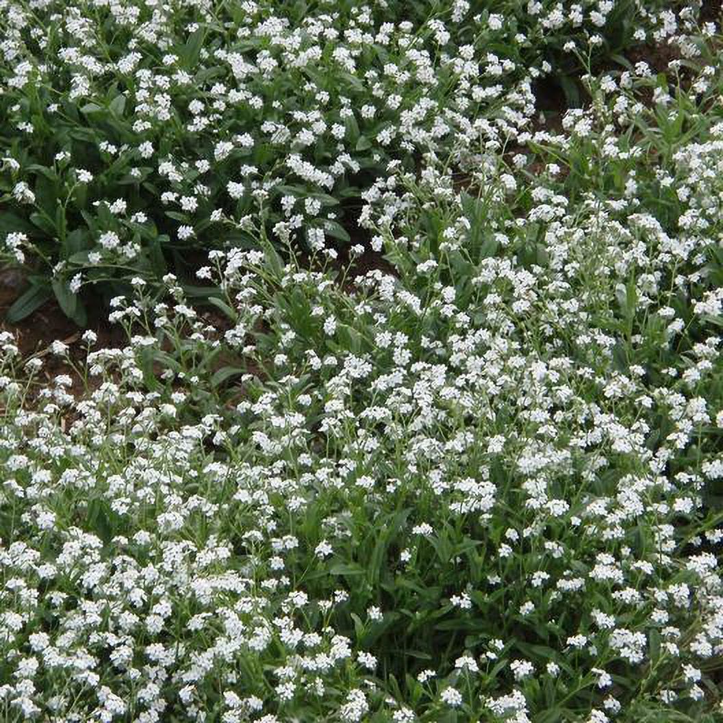 Me Nots WHITE Perennial Moon Garden Ground Cover Border NonGMO