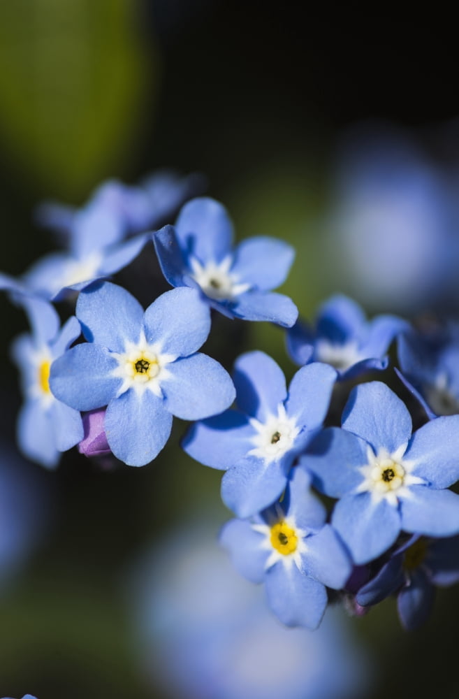 Forget-me-nots (Myosotis) Astoria Oregon United States of America Canvas Art - Robert L Potts Design Pics (12 x 19)