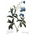 thumbnail image 1 of Forget-Me-Not. Nforget-Me-Not. Engraving After A Painting By Pierre Joseph Redout For His 'Choix, 1 of 3