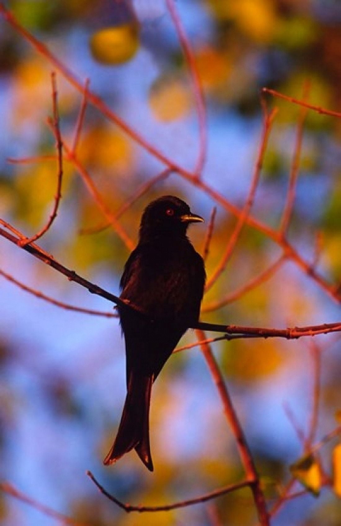 Fork-Tailed Drongo Botswana Canvas Art - Charles Sleicher DanitaDelimont (18 x 24)