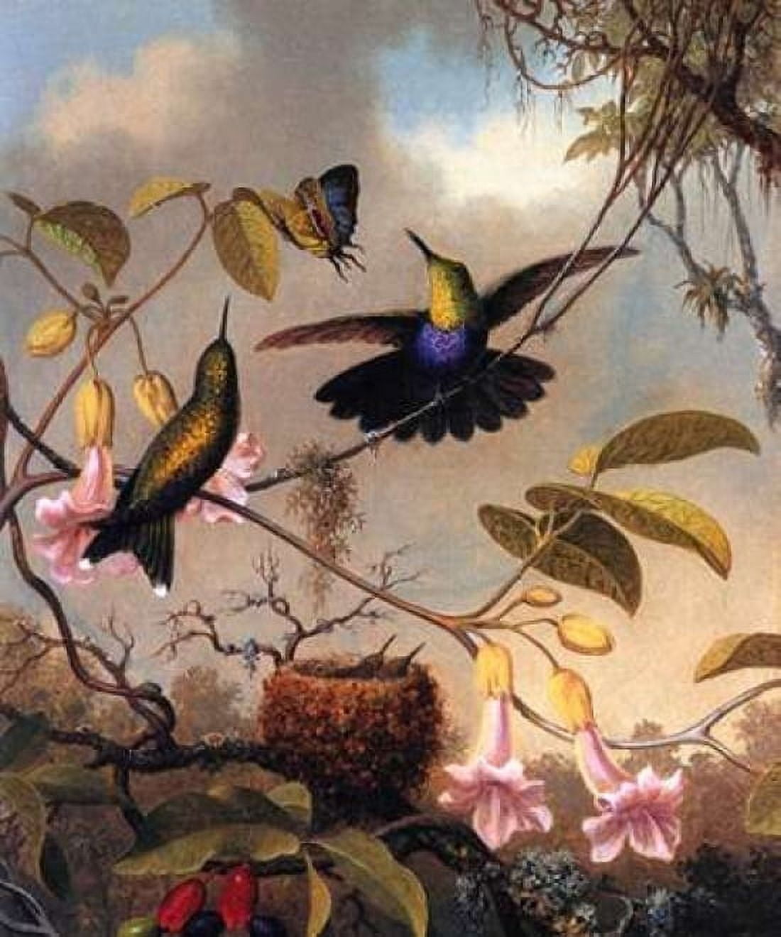 Fork Tailed Woodnymph Canvas Art - Martin Johnson Heade (20 x 24)