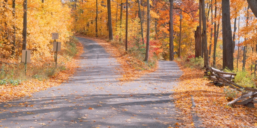 Forked road in a forest Vermont USA Canvas Art - Panoramic Images (12 x 36)