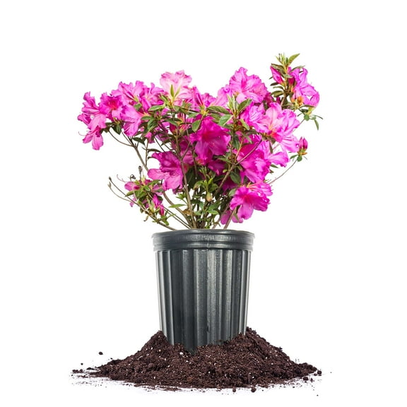 Formosa Lavender Azalea 1 Gallon