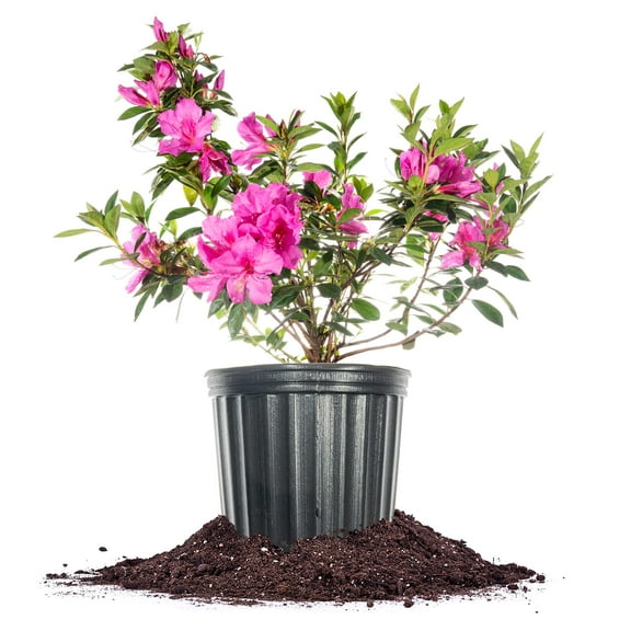Formosa Lavender Azalea 3 Gallon