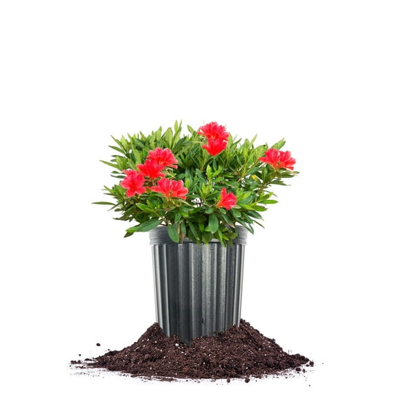 Formosa Red Azalea 1 Gallon